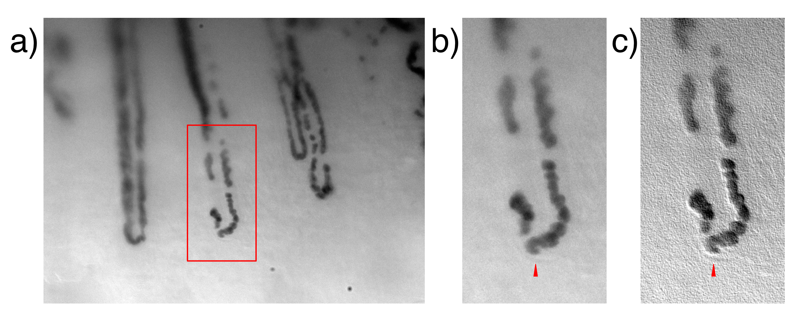Multi-panel figure showing capillary images at increasing magnification with red arrows highlighting individual blood cells